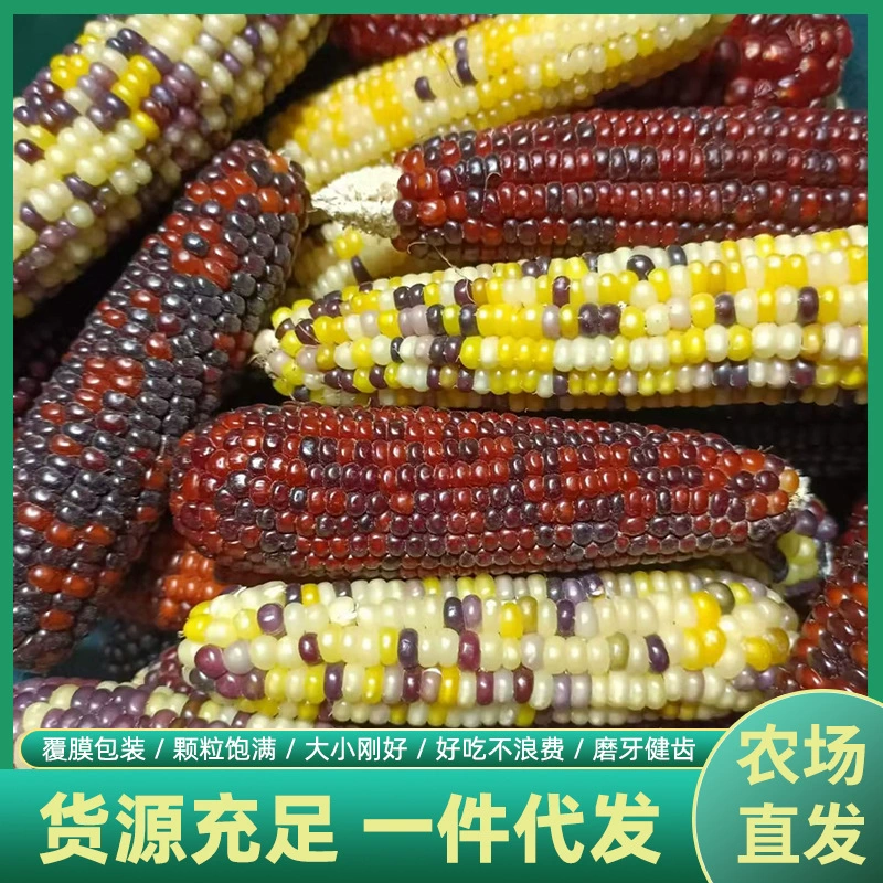 Оптовая продажа корма для хомяков, основной корм, мини-кукуруза, кролик, шиншилла, закуски для прорезывания зубов хомяка, кукуруза на кукле для прорезывания зубов питомца