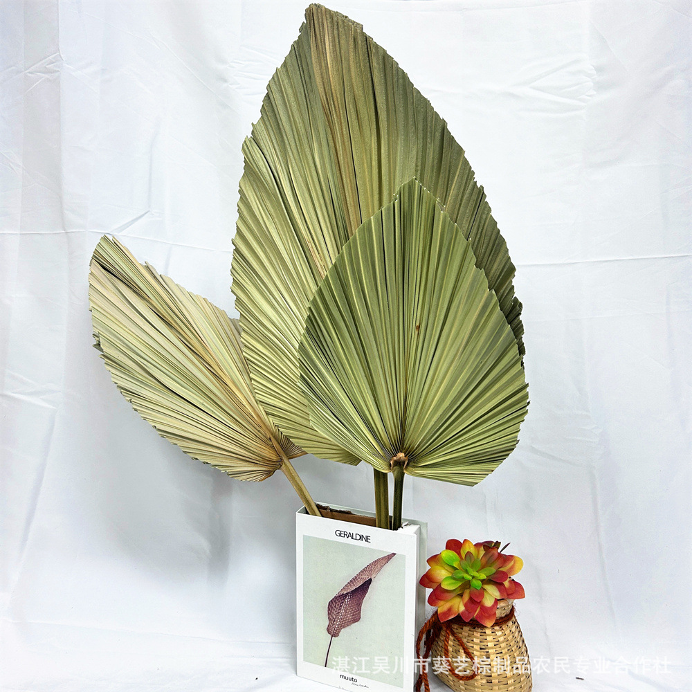 Fuente de la fábrica flor seca hoja de cola hoja de palma color primario planta girasol hoja ventilador decoración suave decoración de la boda centro comercial adornos