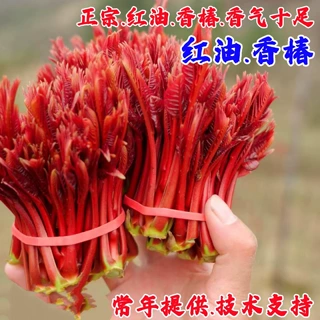 红油香椿苗 果树苗椿树苗 盆栽食用香椿树苗南方北方种植树苗香椿