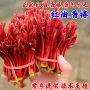 北方南方种植食用香椿苗