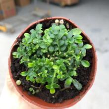 ������ֱ�������l�_Ħ������(80)ˮꑸ��쾰 ΢��diy����ֲ��