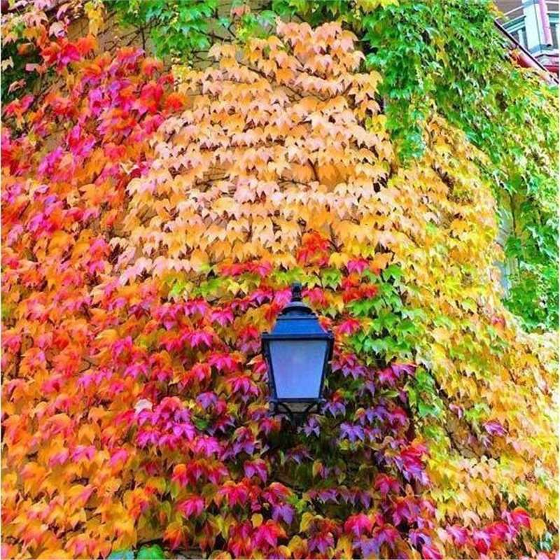 爬山虎种子攀援爬山虎种子三叶爬墙虎枫藤五叶地锦爬藤爬山虎多年