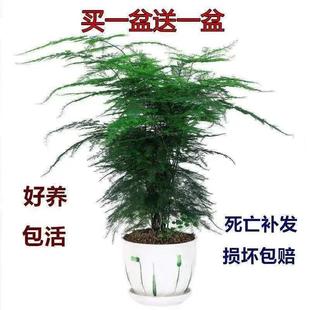 Asparagus Potted Plant Is Easy to Maintain, Radiation-Proof, Money Tree, Pothos, Indoor Green Plant, Flower Pot
