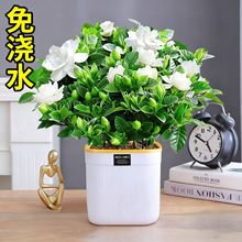 栀子花盆栽多季开花室内植物水培绿植花卉茉莉花带花苞好养清香木