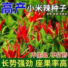 �ļ�С�׽������N�ӿ�ʳ��������ͥԺ�̨���Գ��콷�N���߲˷N��