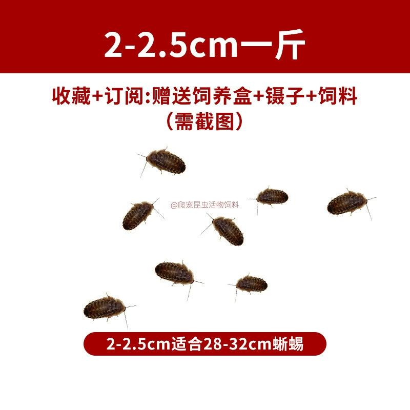 [杜比亚蟑螂昆虫爬宠活饵饲料新成体繁殖组半斤中国]