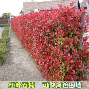 һ�����l�t�~ʯ骘����ļ�����ͥԺ�e���G����ľ���Լt�_�e�h����