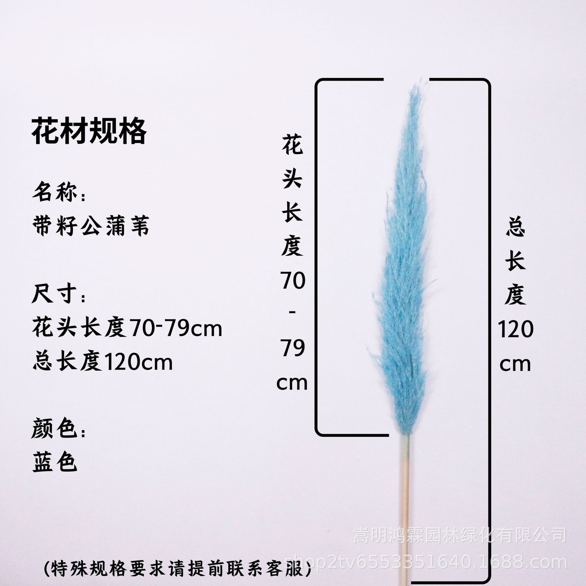 파란 꽃 머리 70-79cm