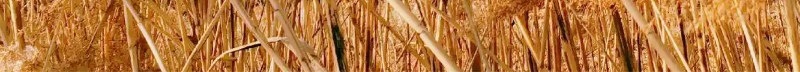 Dried Reed Rhizome Lu Gen 500g Wild Reed Root Slices for Herbal Tea and Decoction preparation