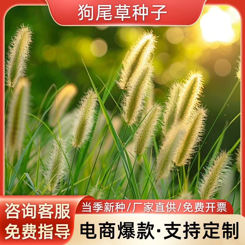 狗尾草种子狗尾巴草草籽夏季耐旱耐贫瘠易长护坡易种植绿化草种