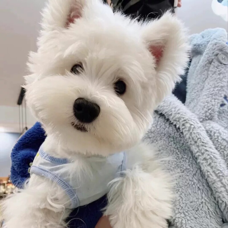 Purebred West Highland White Terrier Puppy with Soft and Stiff Fur, Double-Bloodline Competition-Grade Internet-Famous Pet Dog