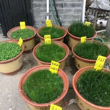 散装四季青草坪种子狗牙根百慕大马尼拉黑麦草籽耐践踏免修剪花卉