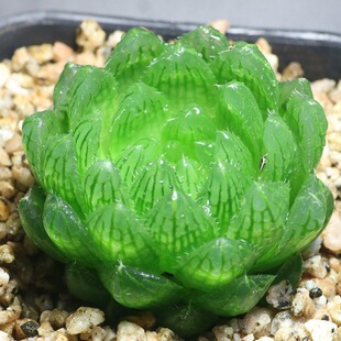 ¿͏dݗÙˮ¶ֲyʮGֲ