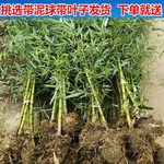 竹子苗庭院植物紫竹金镶玉罗汉竹北方耐寒四季常青大型地栽青竹苗