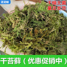 干苔藓水苔青苔乌龟过冬眠保湿椰土砖爬宠用品蝴蝶兰花石斛营养土