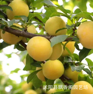 �޽���Ʒ�N��÷�{�����ӹ������S���������ϱ����Nֲ�ͺ����Ե���