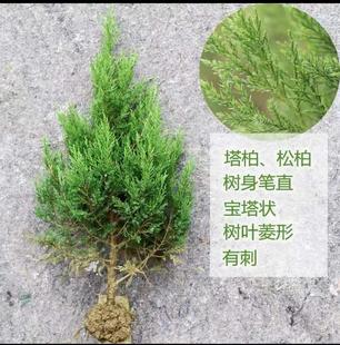 蜀桧柏刺柏宝塔柏松柏侧柏龙柏扁柏清明墓地松扫墓松园林绿化苗木-阿里巴巴