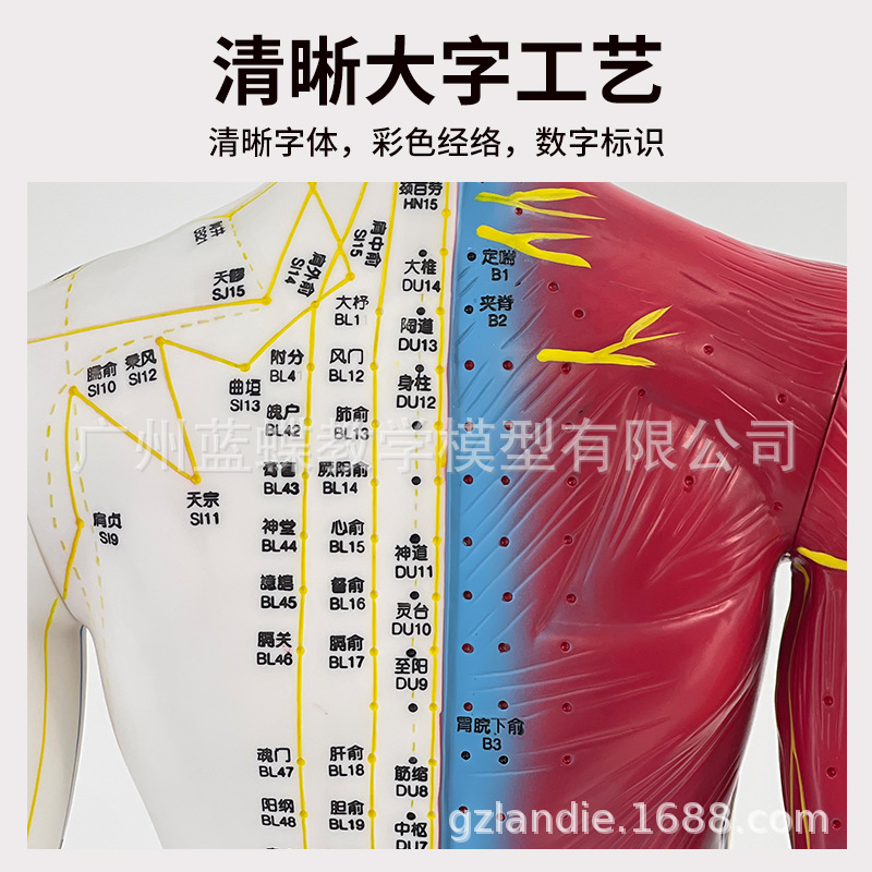 85CM��Ƥ�뼡������������Ѩλ����ģ��ȫ����ҽʮ������ͼͭ��