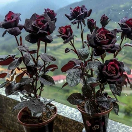 盆栽;种子;园林果树