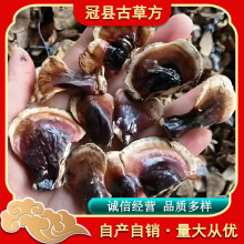 现货小金边灵芝网红小香芝泡水煲汤产地直发香味十足