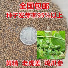 șSNu^S໨ϻuצצӅSuN