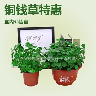 ����ֱ�l�~�Xˮ��ֲ���~�״��~ˮ��ˮ�B�Gֲ��������ˮ�͏d�҃���