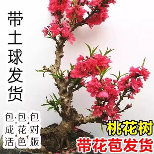 �ذ��һ����������ԉ����Ҙ����辰�䘶�匚����������Ժ��B�׻�