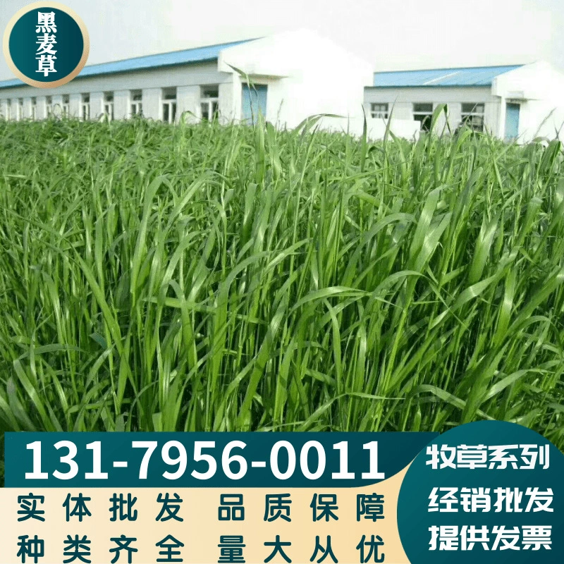 Семена кормовых трав для разведения семян трав тетраплоидных широколистных экстра-высоких семян райграса Рыбная трава зимостойкий Крупный рогатый скот овца свинья кролик