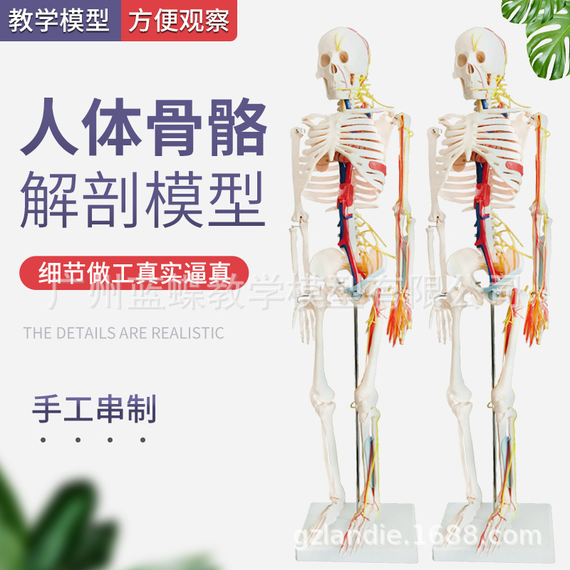 85CM骨骼带心脏血管
