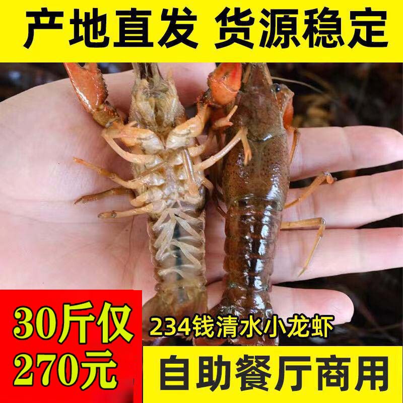 Hubei Fresh Crayfish Wholesale 234 Yuan Fresh Small Green Shrimp Spot Live Shrimp Restaurant Commercial Lobster Non-Qianjiang