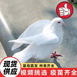 白羽王种鸽多少钱一只 灰王鸽山东下蛋种鸽2026 肉鸽一对价格