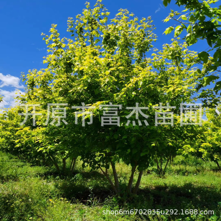 丛生金叶复叶槭3-8米高基地批发 辽宁基地 金叶复叶槭价格多少-阿里巴巴