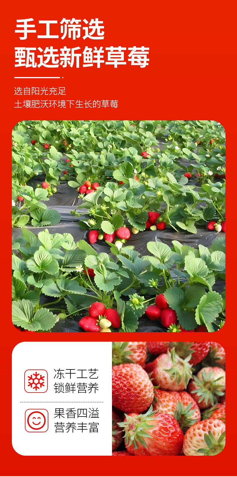 Freeze-Dried Strawberry Crisps (Fragaria × ananassa) — Ready-to-Eat Fruit Snack, 90g Jar quality and texture