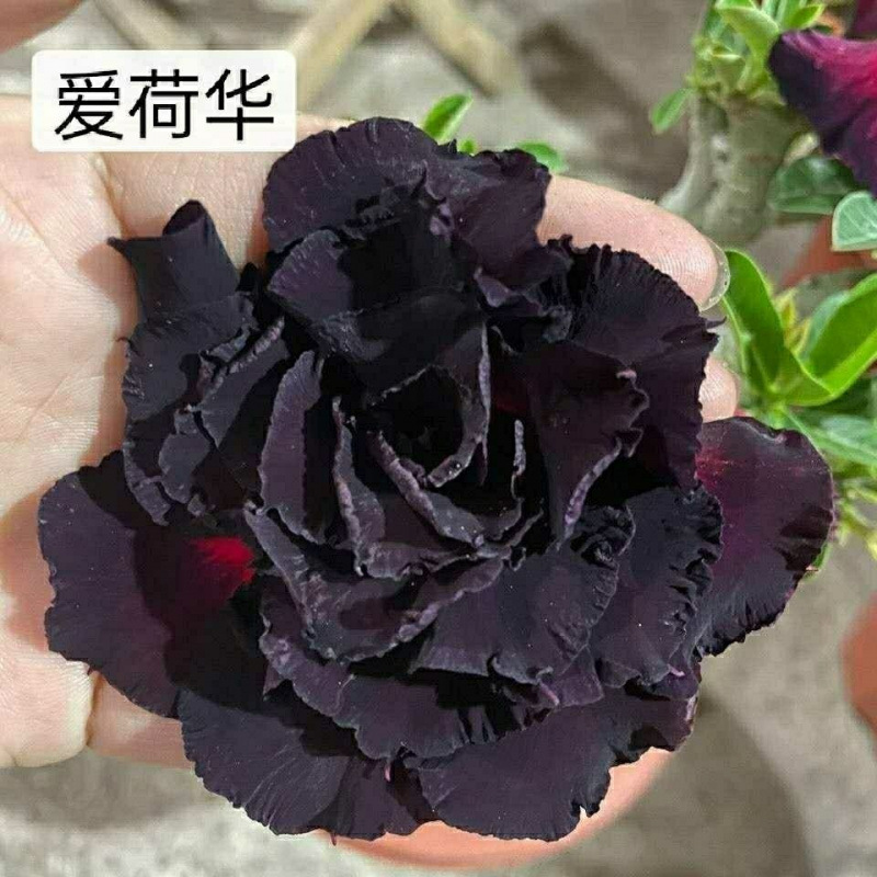 # 22 아이오와 사막(3년생 모종)은 그 해에 개화했습니다.