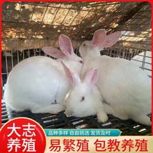 新西兰兔一个月能长多少斤新西兰种兔肉兔活体个体户养殖杂交兔苗