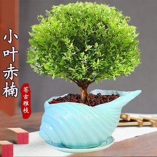 С�~����辰�҃��ļ������k���Һ��B�Gֲ�ﻨ�ܿ͏d�Ϙ�ˮ������