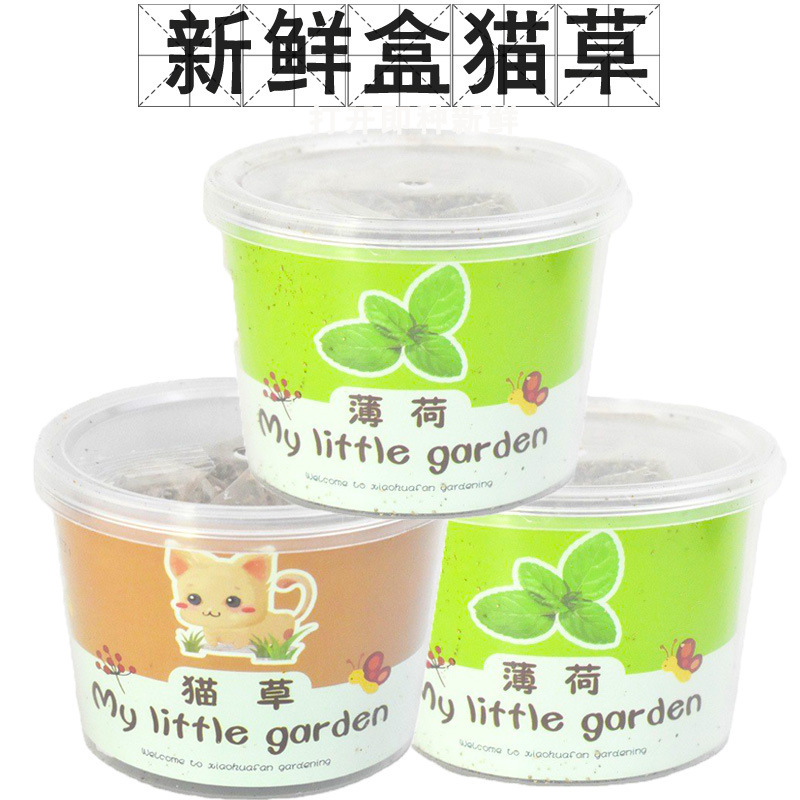 Tupei cat grass cat fur ball catnip new cat grass plastic box catnip
