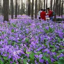 二月兰种子新采四季种二月兰花种籽多年生宿根诸葛菜耐阴耐寒植物