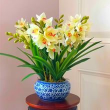 兰花苗浓香型四季常青室内绿植花卉盆栽花卉大全直销跨境厂家一件