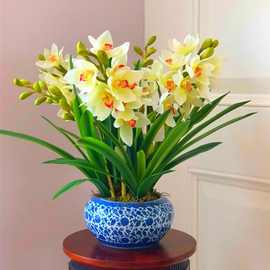 兰花苗浓香型四季常青室内绿植花卉盆栽花卉大全直销跨境厂家一件