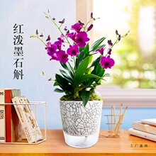 现带花苞出售 红泼墨七彩石斛兰花苗 桌面盆栽好养室内外花卉绿植