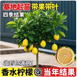 盆栽;园林果树;种球