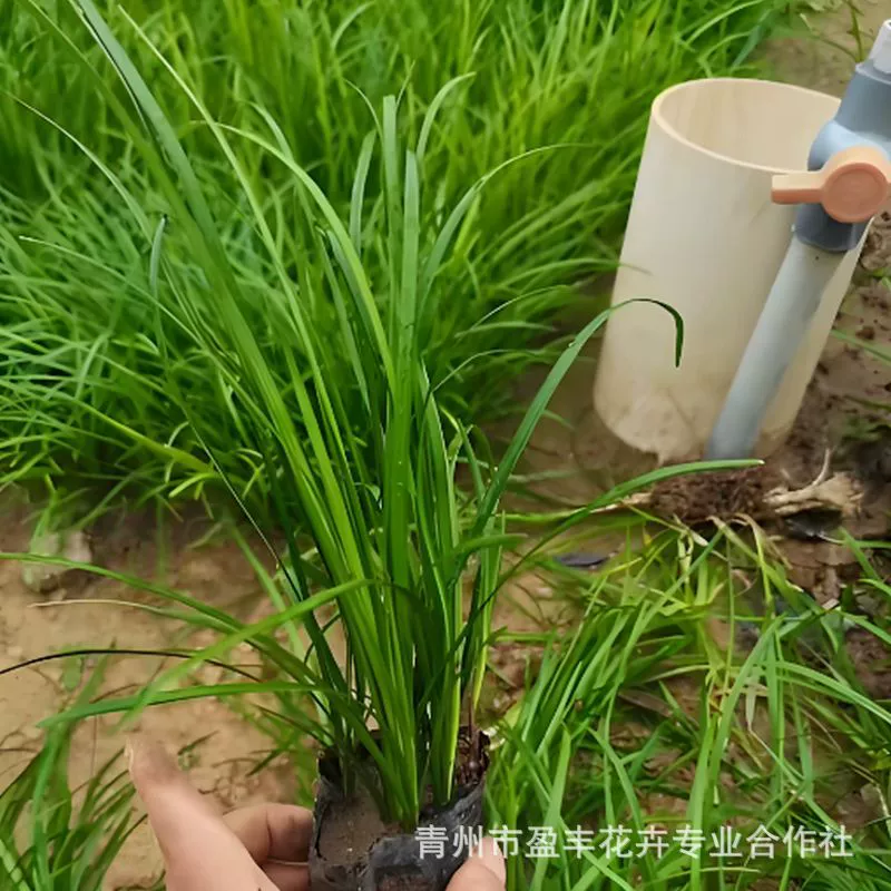 Легко выращиваемые саженцы орхидеи японской (Ophiopogon japonicus), декоративное растение для ландшафтного дизайна, вечнозеленое и не требующее особого ухода растение для покрытия грунта.