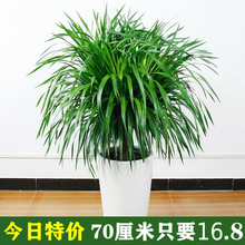 ��횘���;Gֲ���Զ��^��Ѫ�����F��lؔ���҃ȿ͏d����ֲ���辰