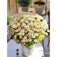 花种子易爆盆白晶菊小雏菊种子四季开花易活盆栽苗室内外阳台庭院