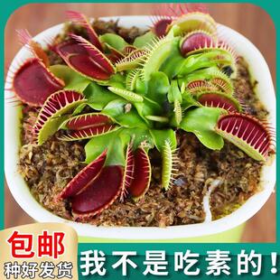 Extra-Large Flytrap Potted Plant, Pitcher Plant, Cold-Resistant Green Plant, Insectivorous Carnivorous Flower, Easy to Care for in Kindergarten, Indoor