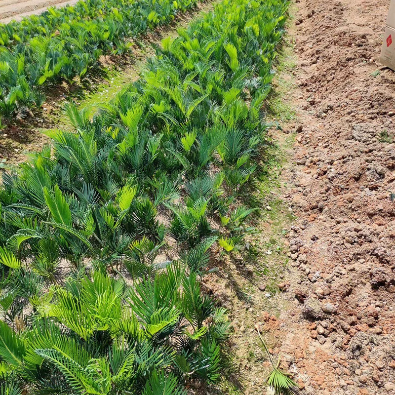 База оптом 1-летняя саженцы саговников Green Line кустарник с обычными листьями мелкие железные саженцы оптом большие выгодно
