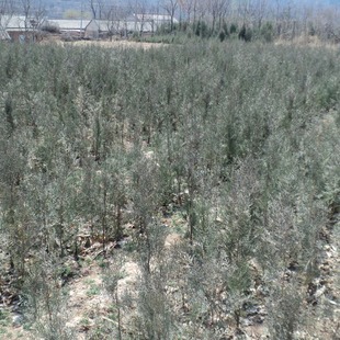 Red Prince Brocade with Water Wax, White Wax, Platycladus Orientalis, Sand Cypress, Purple-Leaf Briers, Oil Pine, Juniper, Scotch Pine, Welcoming Pine
