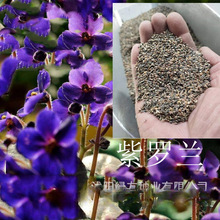 ���l�������޸��������_�m���N��ͥԺ�̨�׷N�׻���ͺ�������