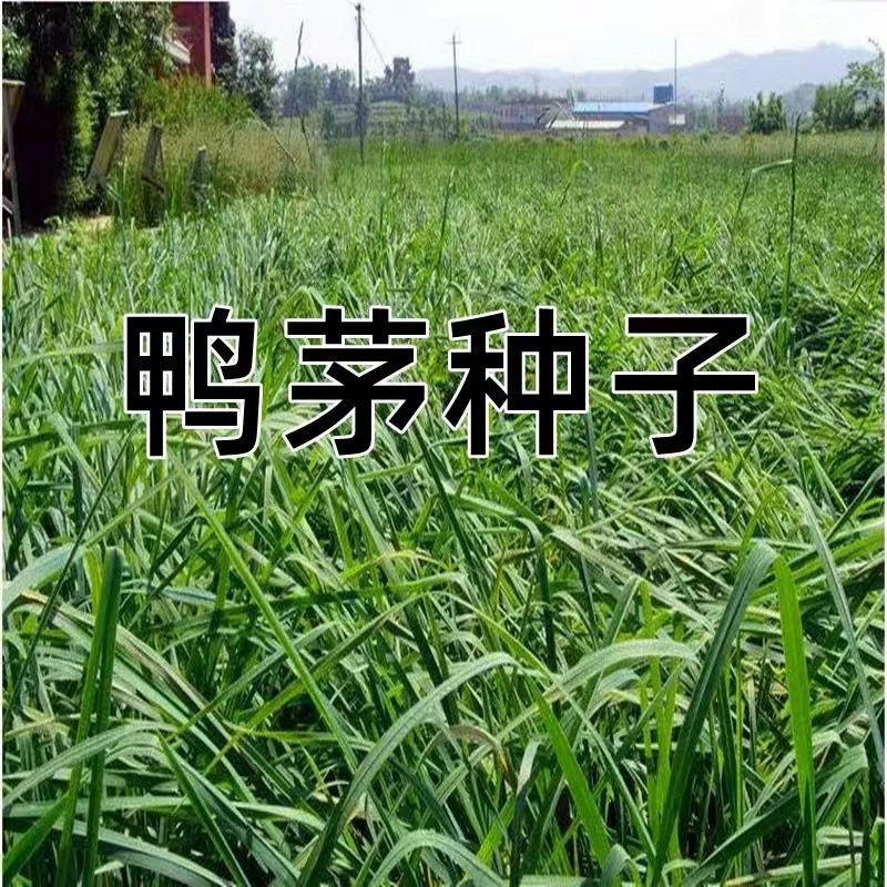 Семена утки многолетние, устойчивые к тени морозостойкие садовые травы Куриная лапка кормовые семена песчано-устойчивые почвофиксирующие семена ледяной травы